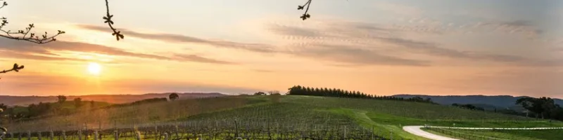 Vineyard views at sunset at The Lane
