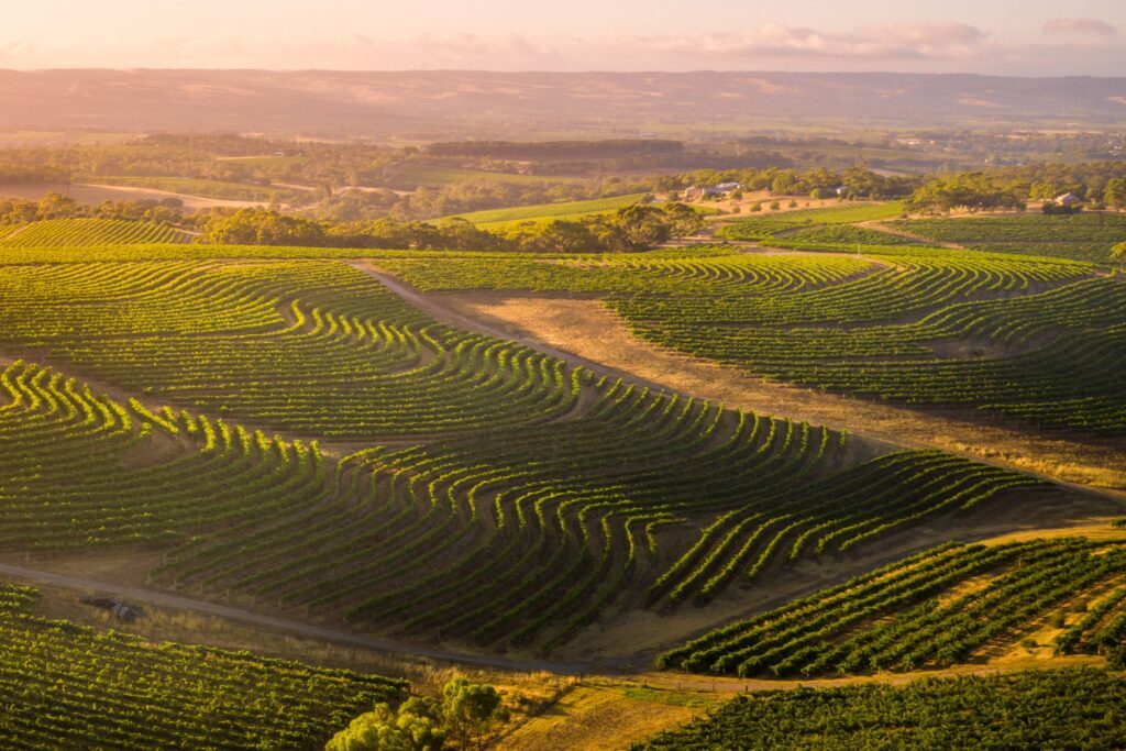 McLaren Vale Wine Tour - The Tailor Touring