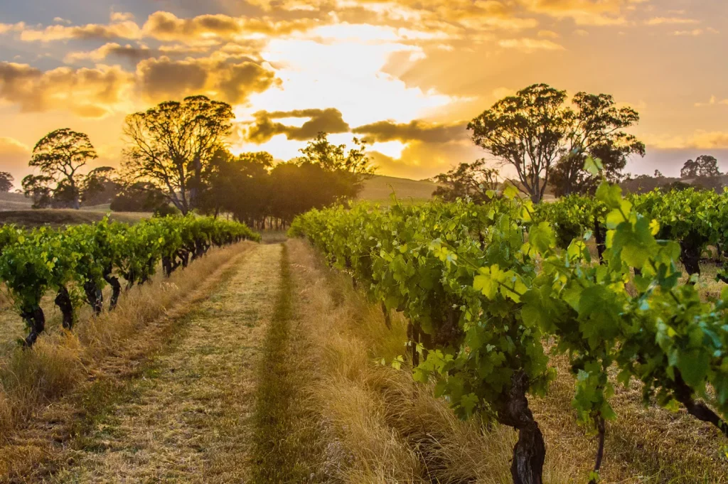 Sunset view across the vineyard at Hutton Vale Farm