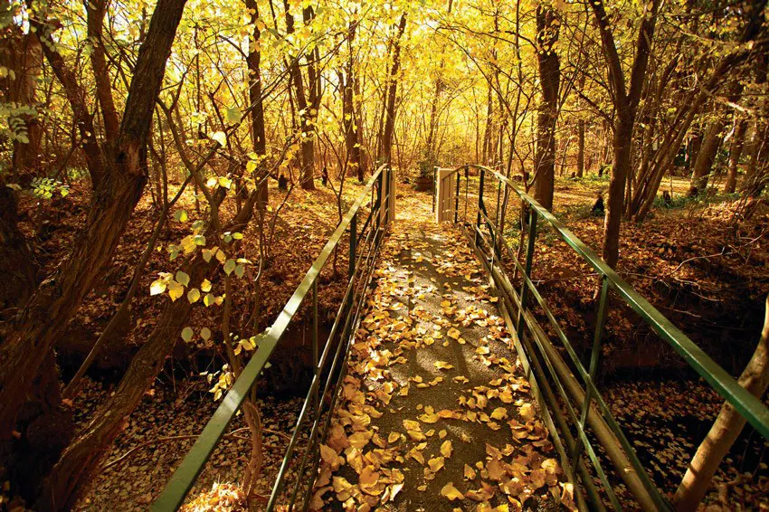 Heritage Bridge over the banks of Greenoch Creek at Seppeltsfield