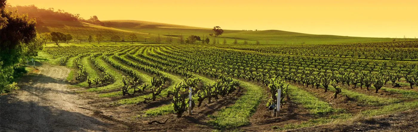 Panorama of Barossa vineyards at dusk