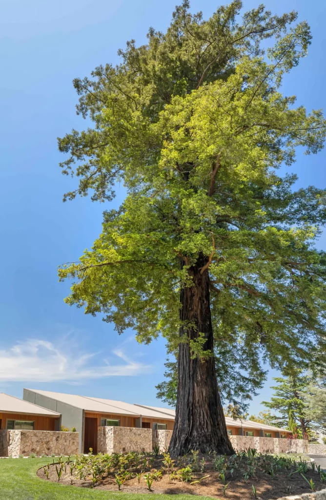 Tall-standing sequoia tree out the front of Sequoia Lodge suites