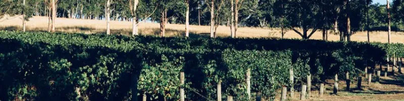 Vineyards at Bird in Hand winery