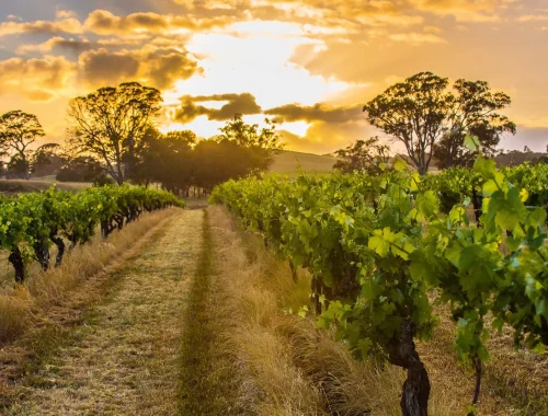 Sunset view across the vineyard at Hutton Vale Farm