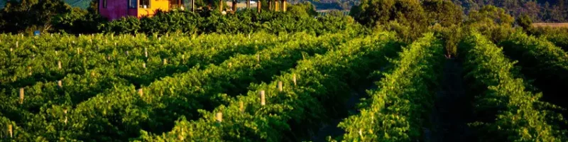 Rows of vineyards at Hugh Hamilton Wines in McLaren Vale