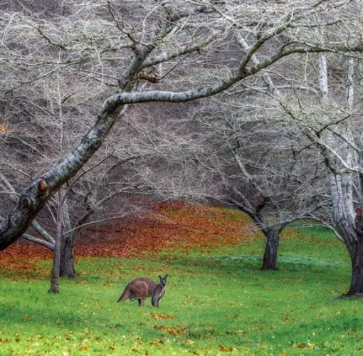 Kangaroo resting in Mount Lofty Botanic Garden in winter