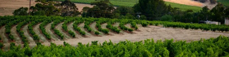 Rows of Seppeltsfield vineyards in the Barossa Valley with rolling hills in the background