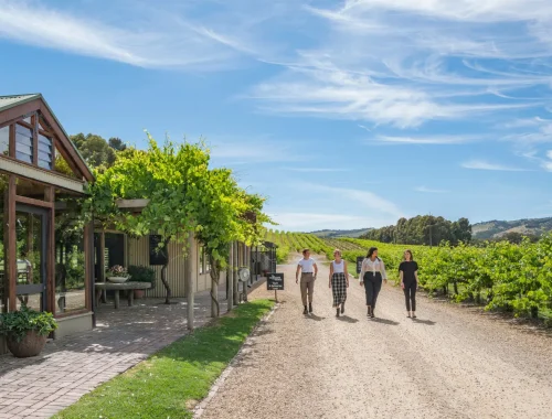 Guests walking up the driveway alongside Shottesbrooke Wines