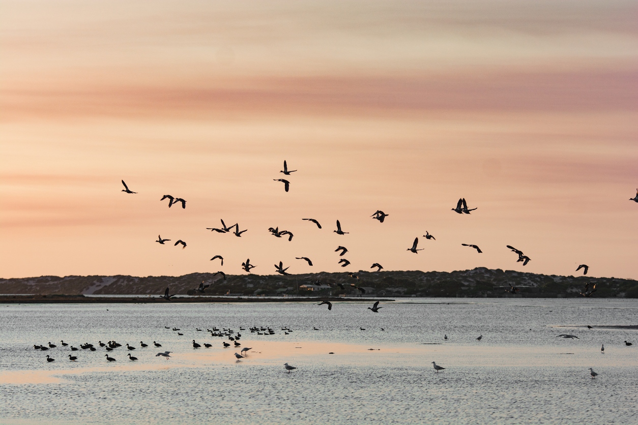 Bird Diversity from South Australia's RAMSAR Coorong