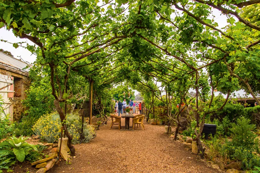 Vine pergola in Hutton Vale Farm