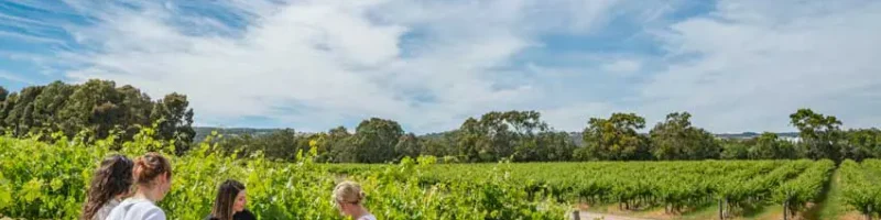 shottesbrooke wines mclaren vale vineyard tour Guests being shown through the Shottesbrooke vineyards